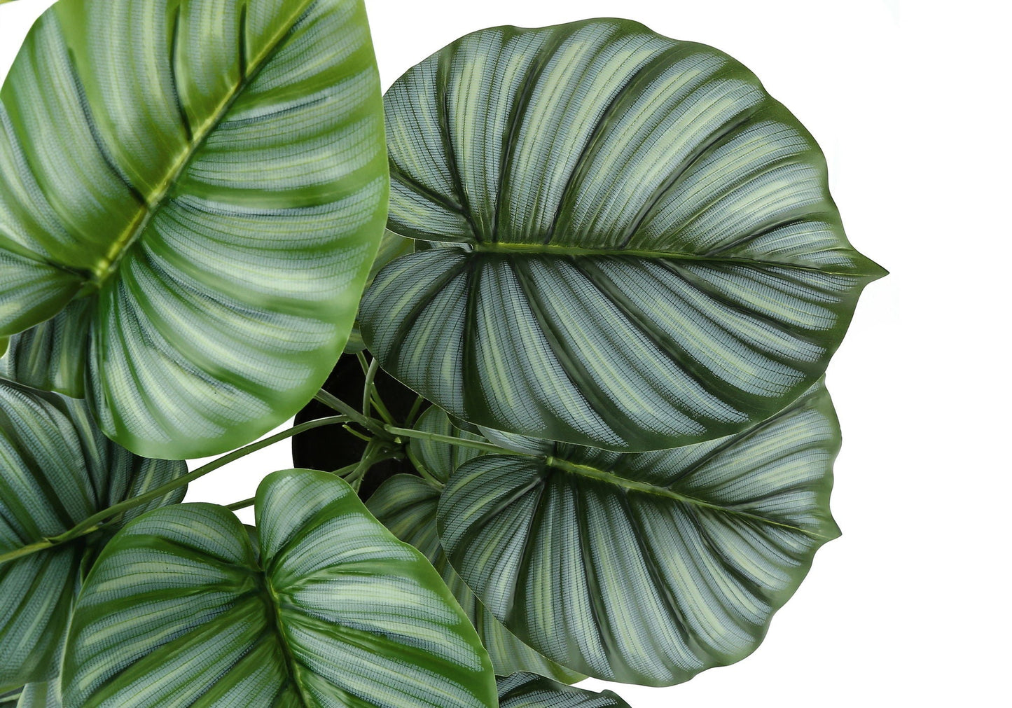 24" Tall Artificial Calathea Plant
