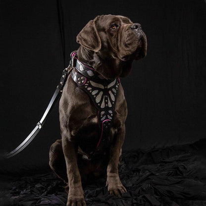 The "Ariel" collar