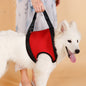 Old Disabled Golden Retriever Dog Pet Auxiliary Strap