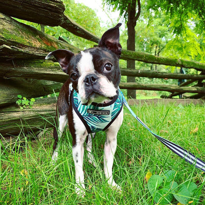 Pet traction rope chest strap