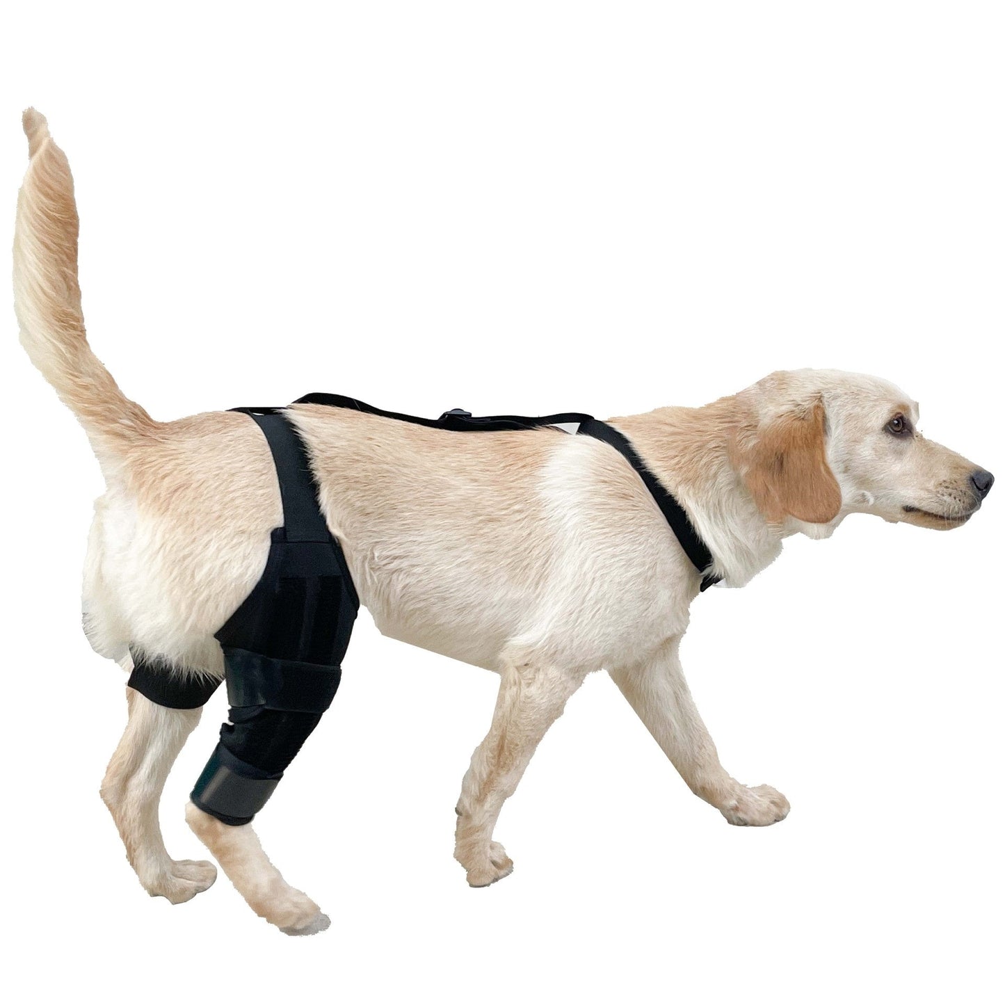 Dog Hind Leg Knee Brace Assist Strap