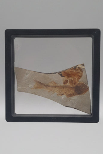 Real Fish Fossil In Protective Case