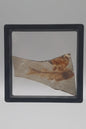 Real Fish Fossil In Protective Case