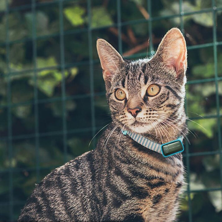 GPS Outdoor Pet Tracker & Activity Monitor