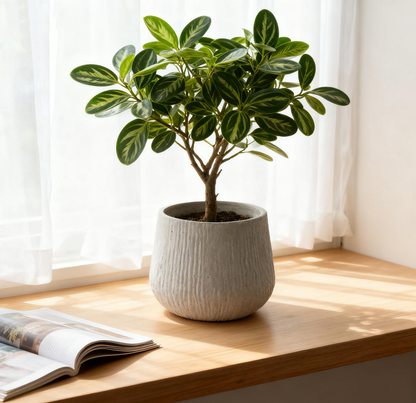 Large Round Planters for Indoor and Outdoor Use