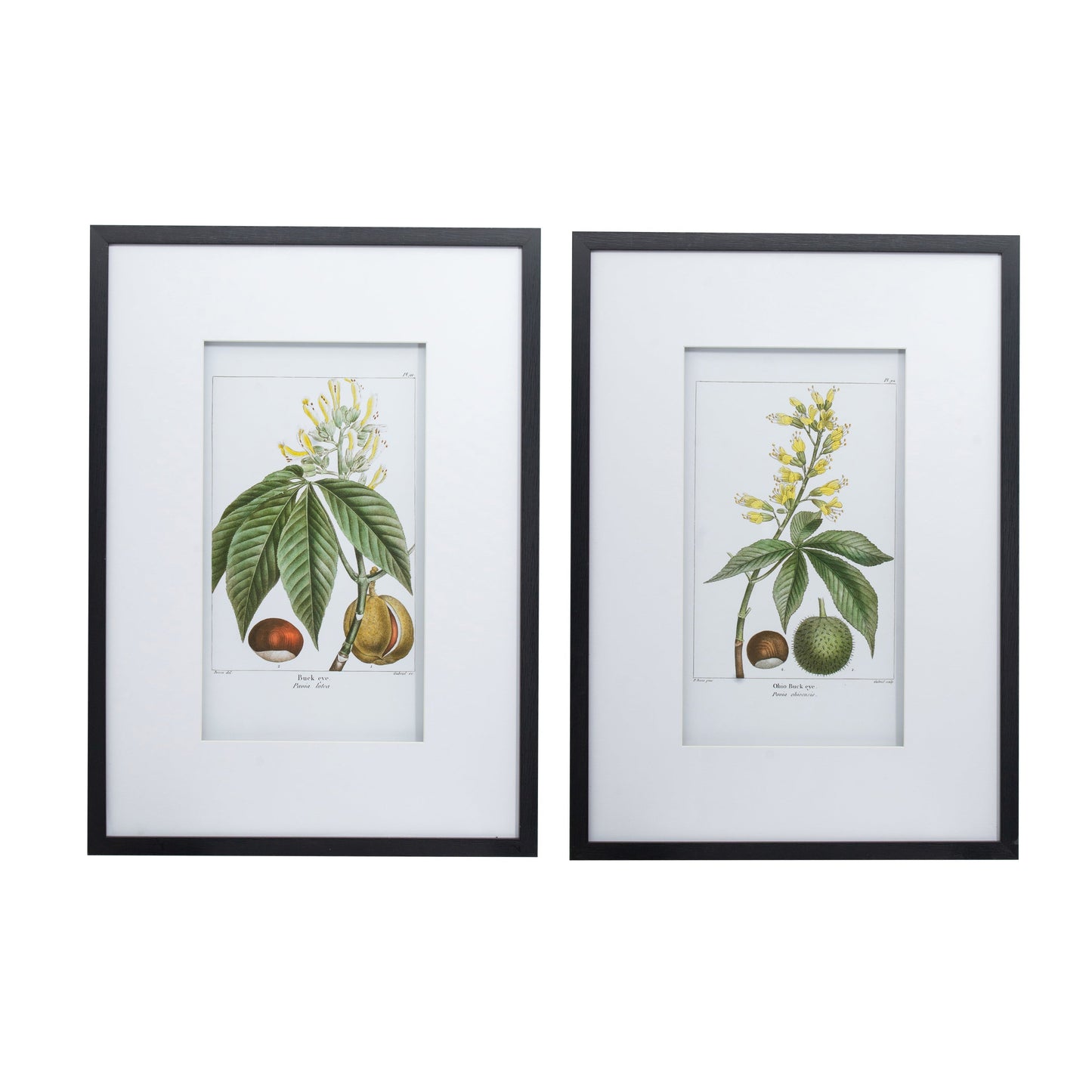 19.7x27.6 Botanical Wall Arts, Set of 2