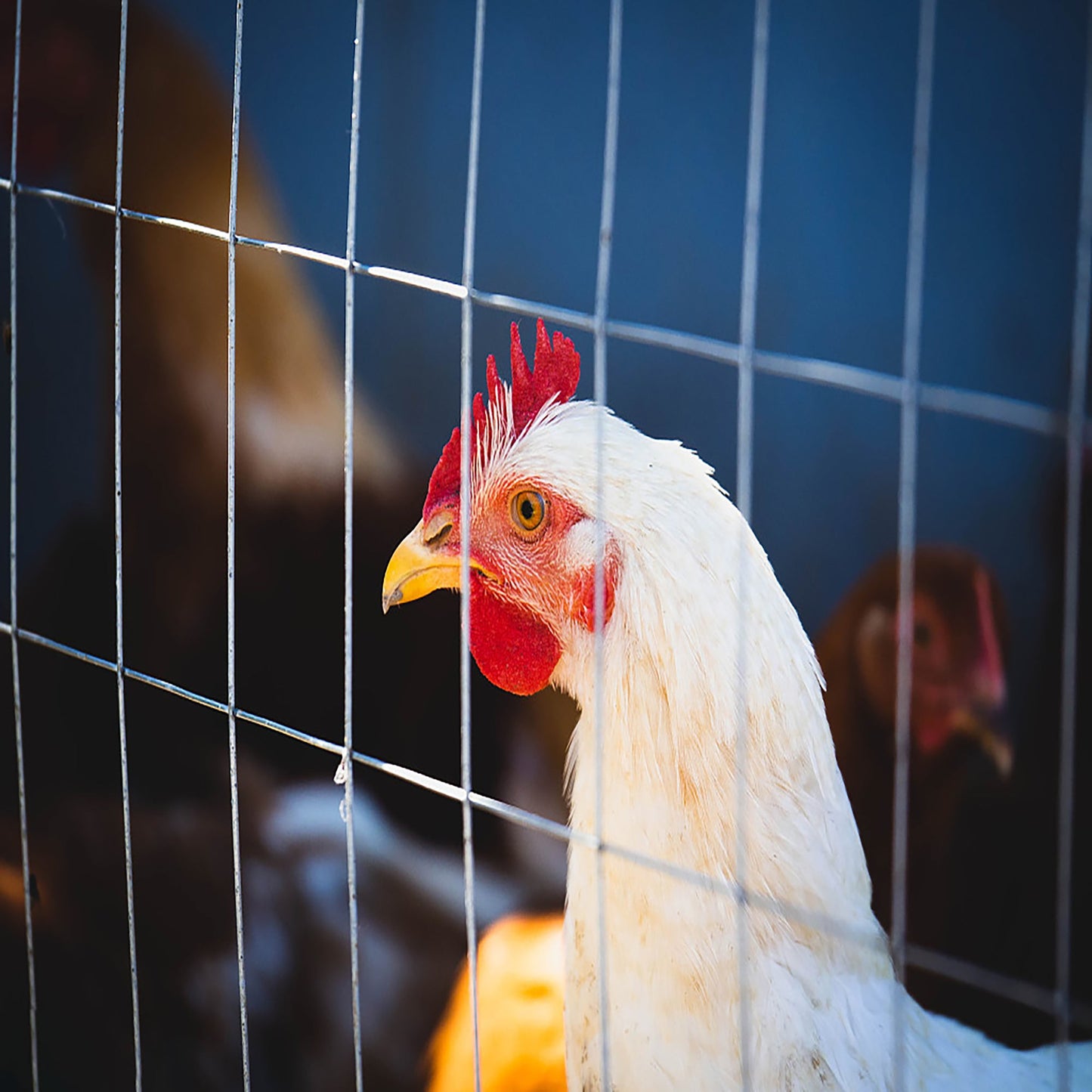 Wire Mesh Fence Roll 60in x 50ft, 1/2in x 1/2in 19GA Galvanized Steel Poultry Netting