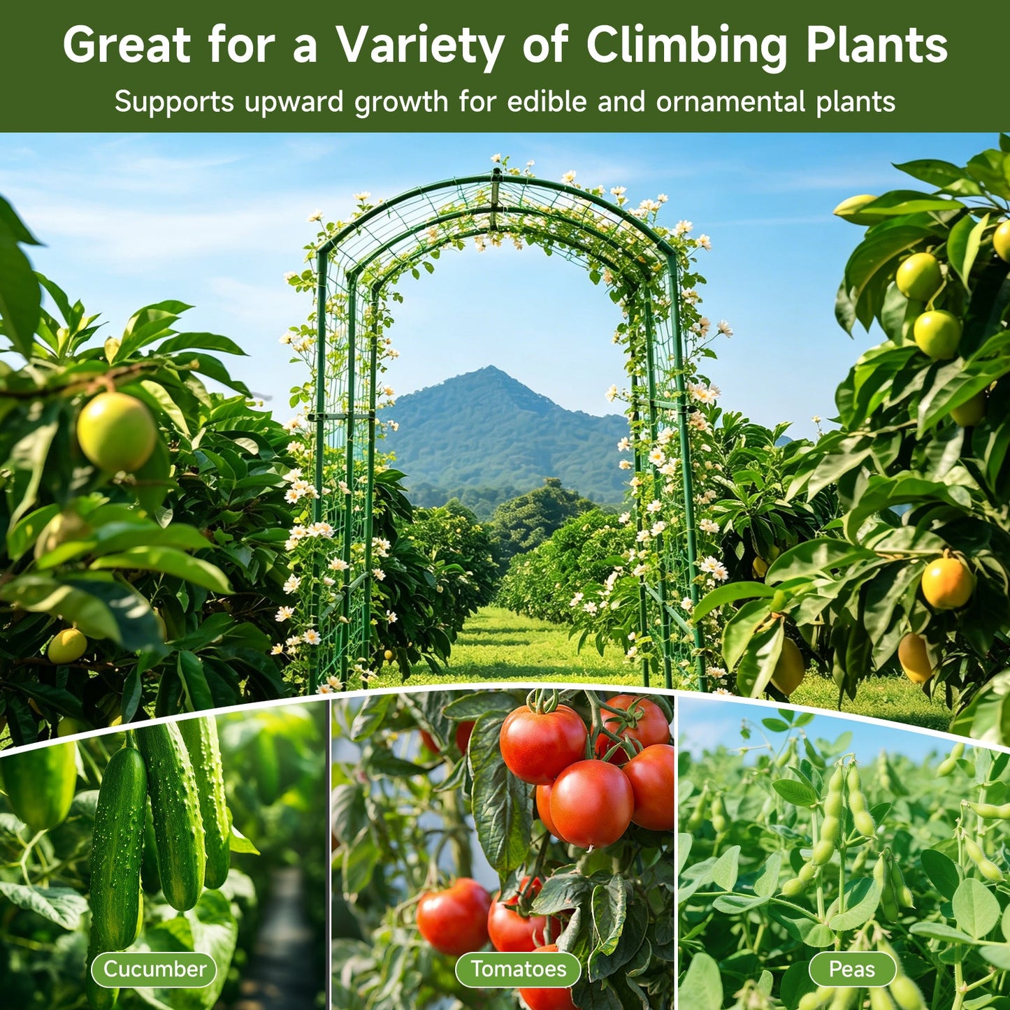 Heavy Duty 20mm Large Diameter Metal Cucumber & Loofah Trellis