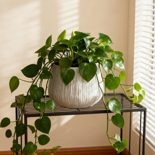 Large Round Planters for Indoor and Outdoor Use