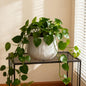 Large Round Planters for Indoor and Outdoor Use