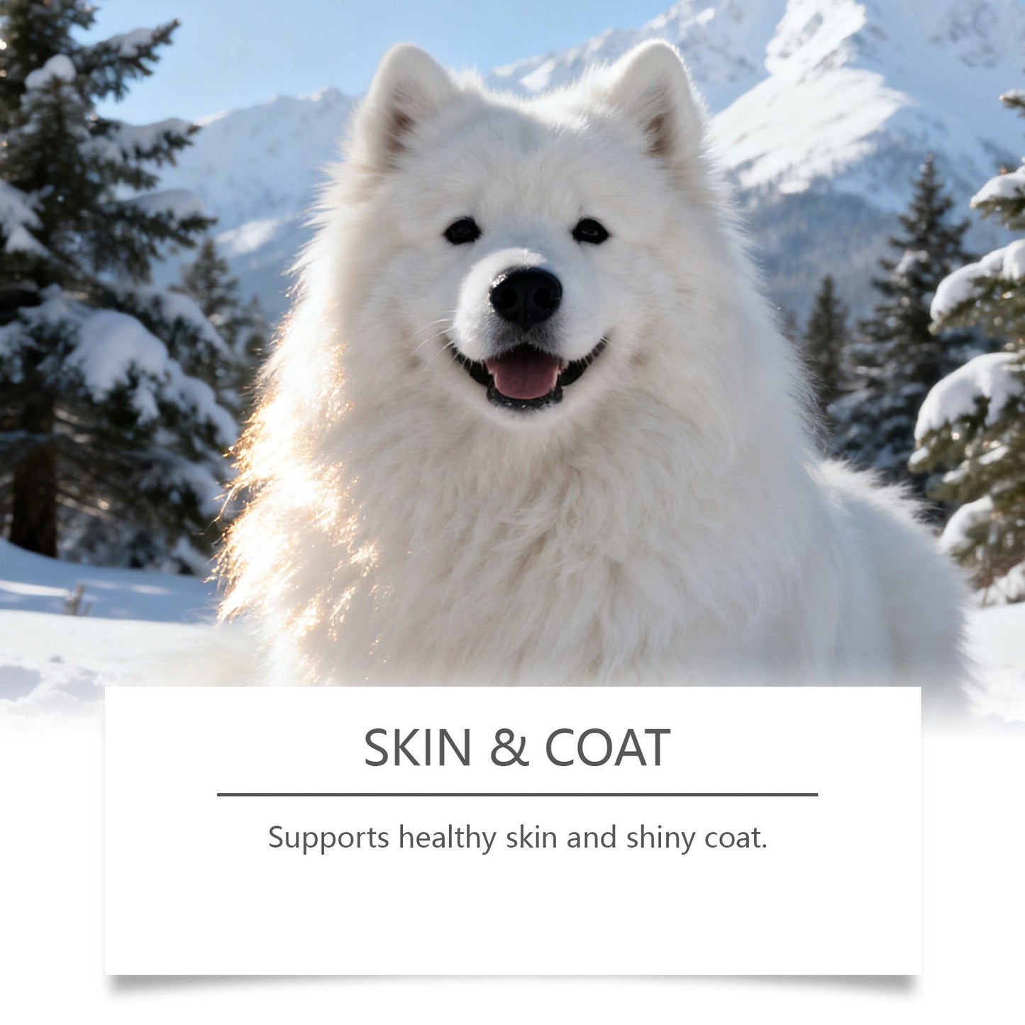 Kriath Dog Intestinal Essential Oil Drops Gentle Formula Comfortable And Nourishing Oral Drops For Pets' Digestive Health