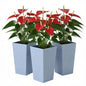 Plants Box Set of 3 Tall Planters