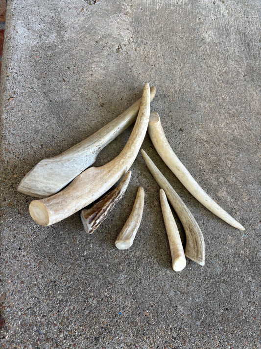Deer Antler- Large