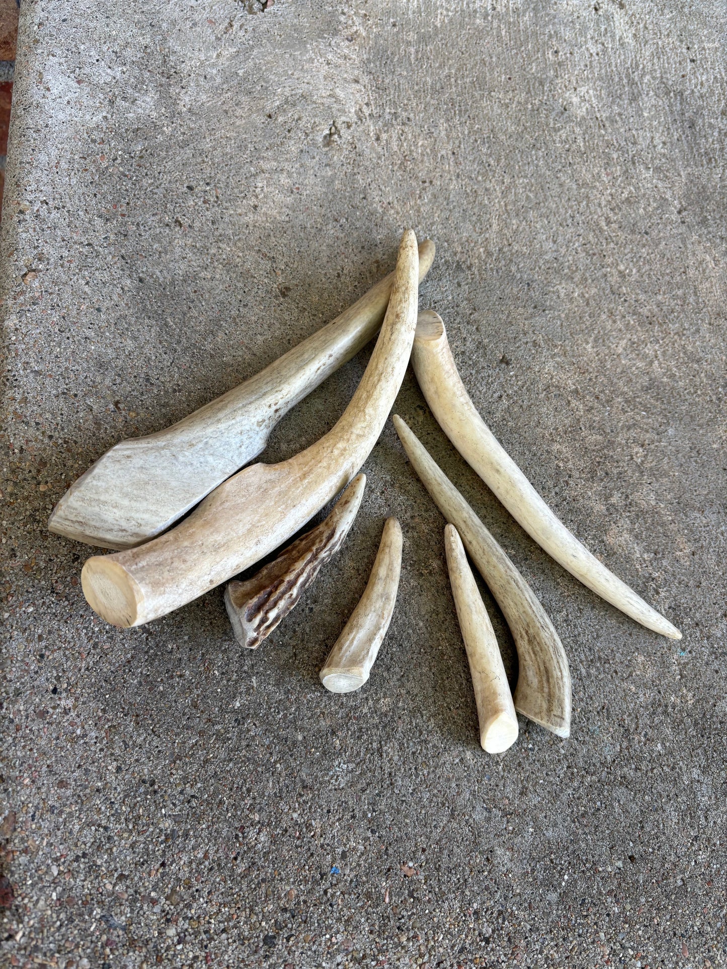 Deer Antler- small
