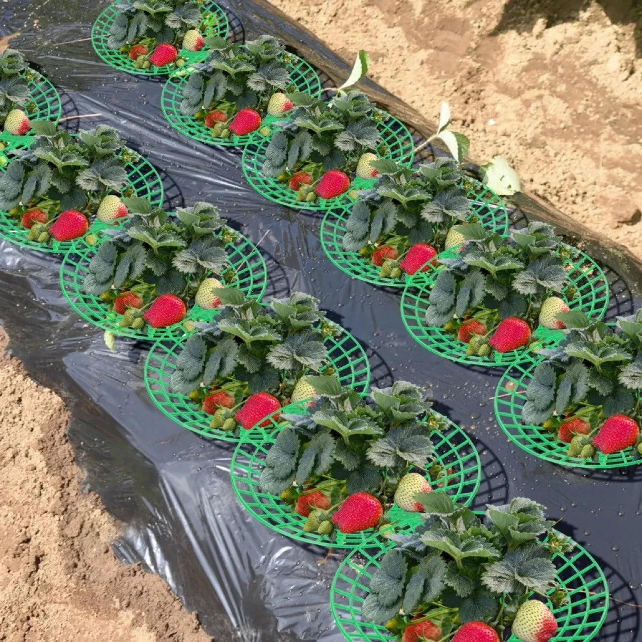 5/10Pcs Strawberry Plant Supports with 3 Sturdy Legs Strawberry Growing Racks Protector Frame Holder Cage From Mold Rot Dirt