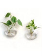 2/4/6/8 Pack Wall Hanging Glass Terrarium - Self-Watering Hydroponic