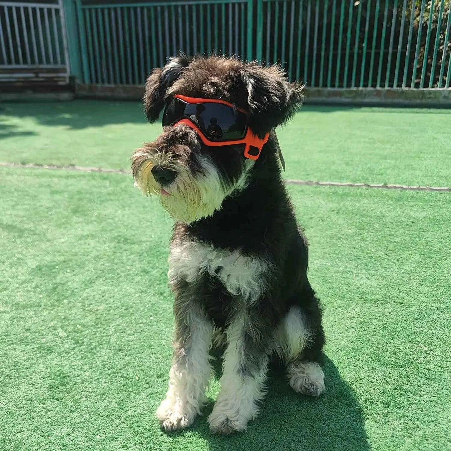 Pet UV Goggles: Cool Eyewear for Dogs & Cats
