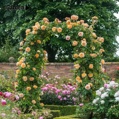 The (black) metal garden wedding arch can be freely assembled, suitable for various climbing plant parties, decorating pavilions