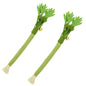 Cat Chew Toys Catnip Cat Teeth Cleaning Toy Interactive Self Playing Catnip Molar Stick Toys Bite Squeaky Cat Toy