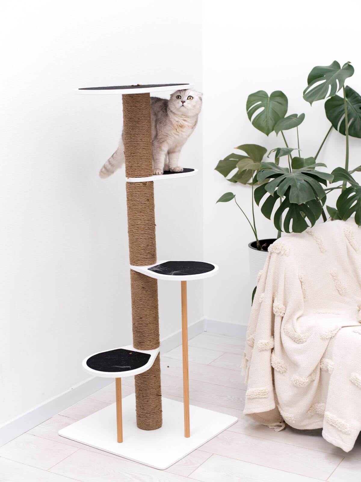 Cat Climbing Tower