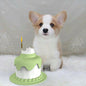 Multifunctional Cake Shape Cat Toy Creative Pet Feeding Bowl