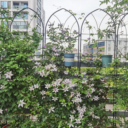 2 Pack Metal Garden Trellis 78.7" x 19.7"