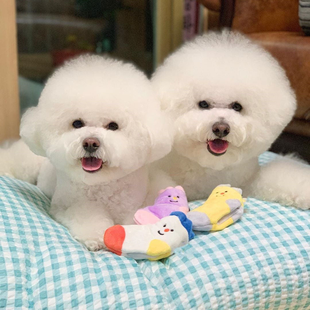 Cute Dog Socks Hidden Food List