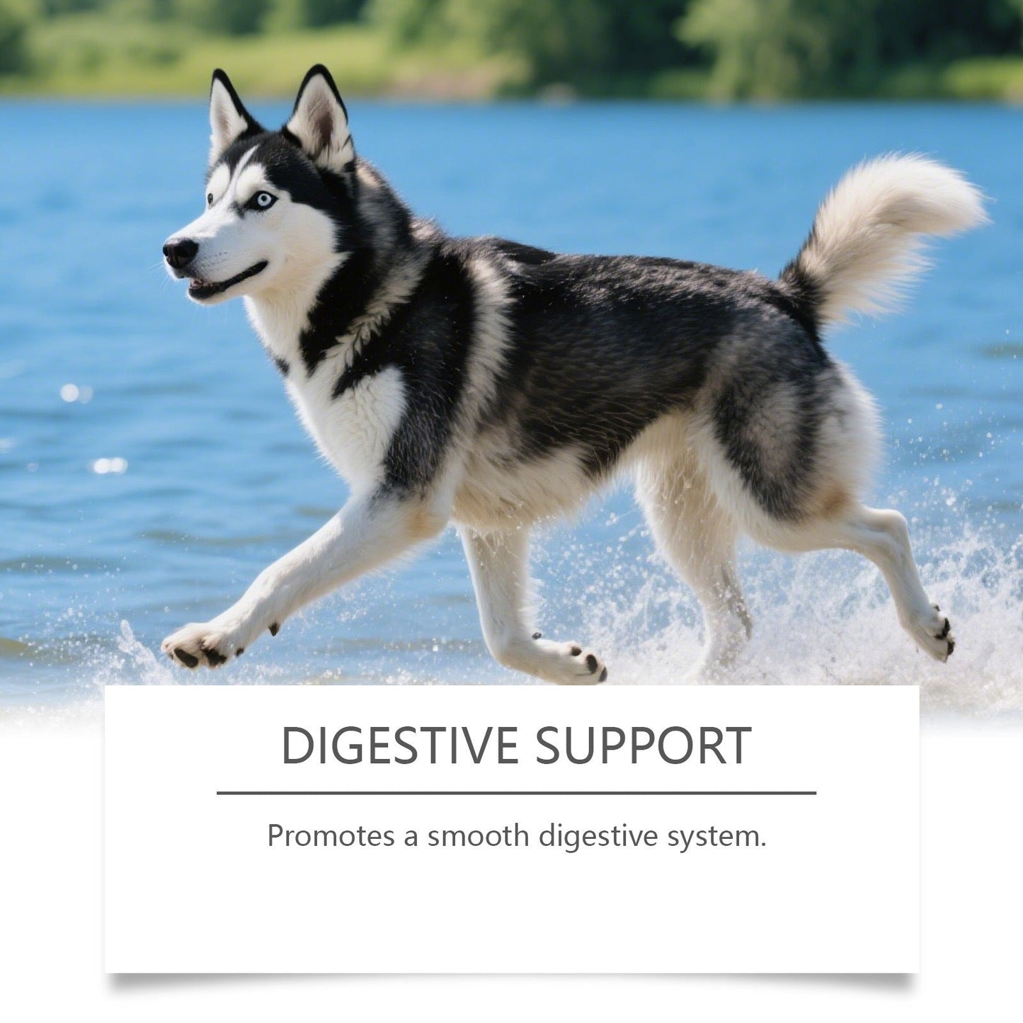 Kriath Dog Milk Thistle Extract Nutrient Solution Gentle Ingredients Daily Nourishing Pet Body Care Solution