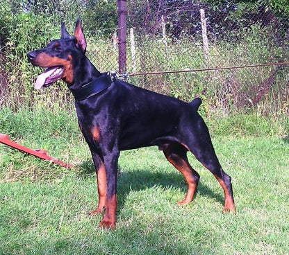 "Stylish" 2 inch wide dog collar