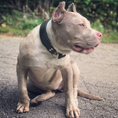 "Stylish" 2 inch wide dog collar